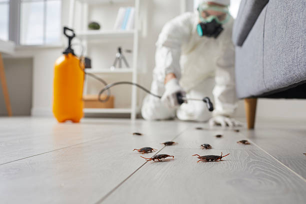 Post-Treatment Bed Bug Interceptor Monitoring in Dimmitt